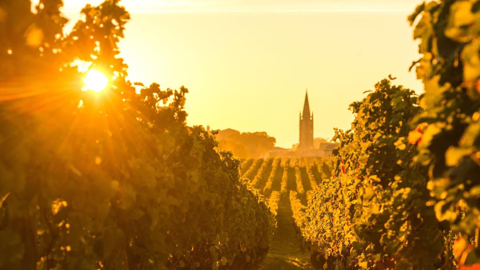 Intercontinental Bordeaux Le Grand Hotel By Ihg Kültér fotó Vineyards in the Rheinhessen